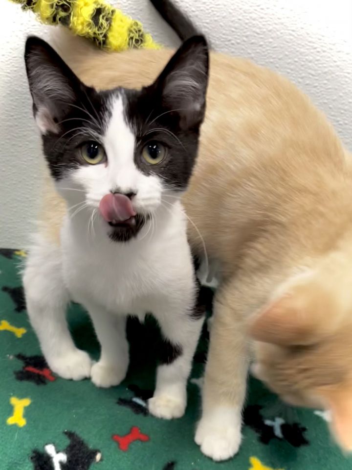 Cat for adoption Rupert, a Domestic Medium Hair in Estherville, IA