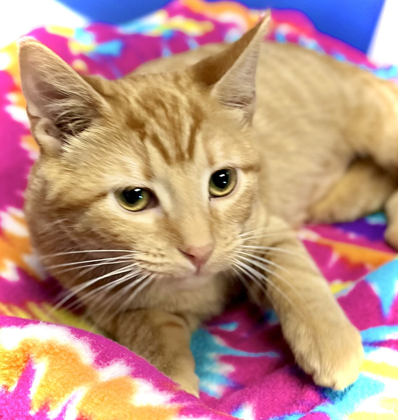 Funky Bunch, an adoptable Domestic Short Hair in Estherville, IA, 51334 | Photo Image 1