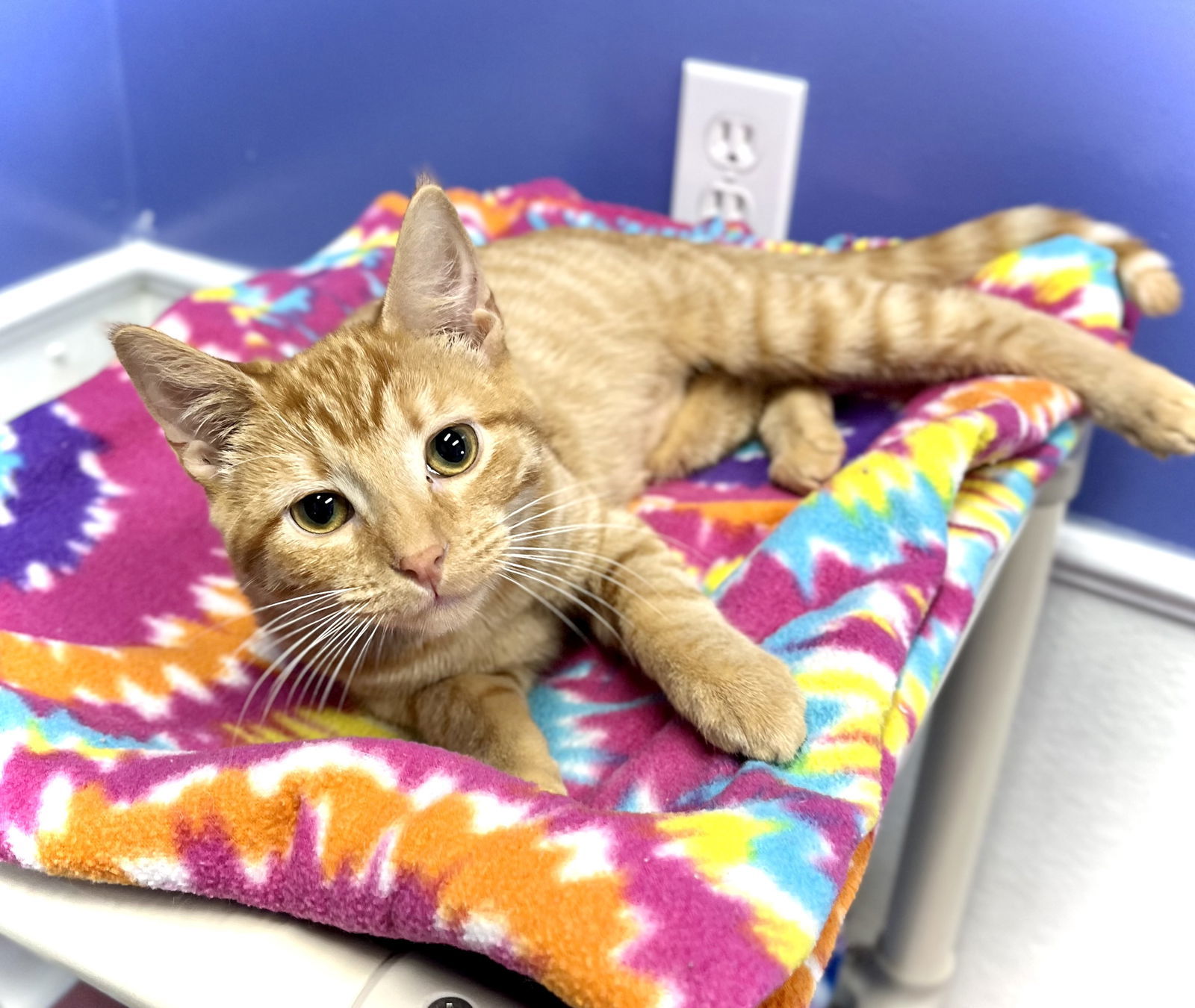 Funky Bunch, an adoptable Domestic Short Hair in Estherville, IA, 51334 | Photo Image 2