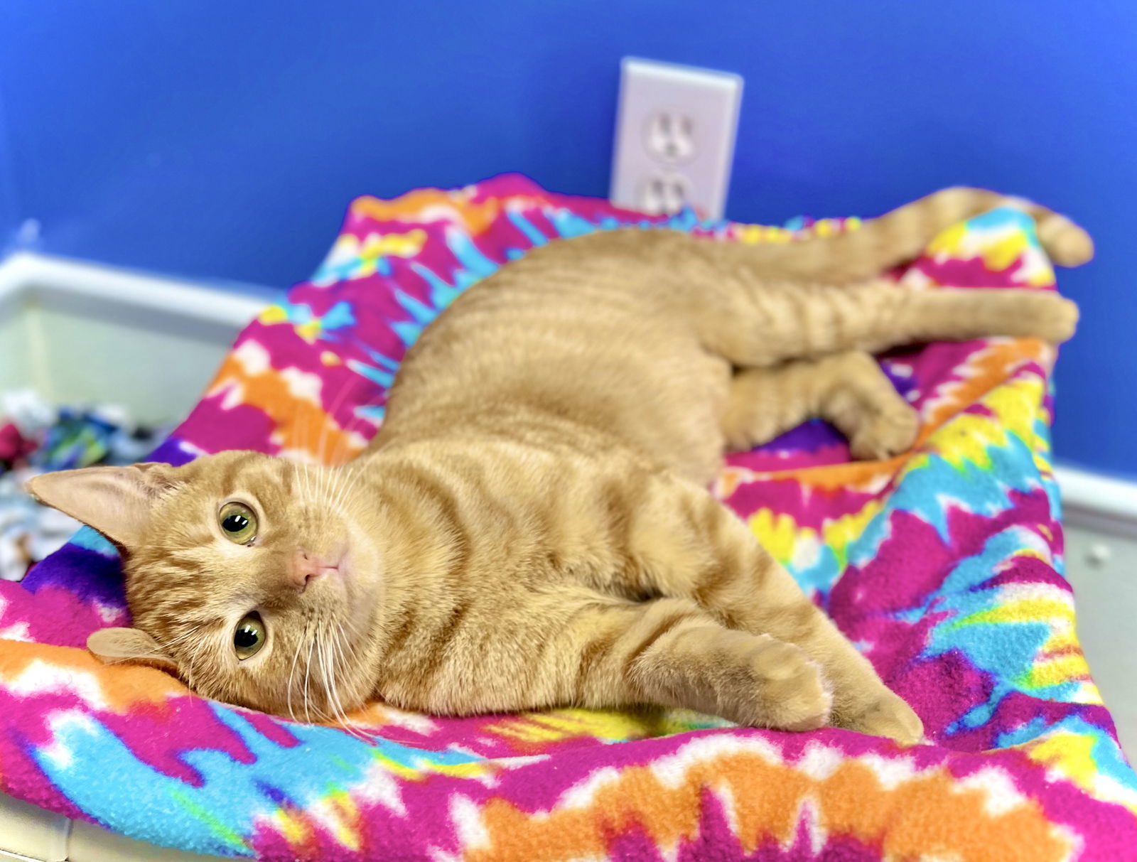 Funky Bunch, an adoptable Domestic Short Hair in Estherville, IA, 51334 | Photo Image 3