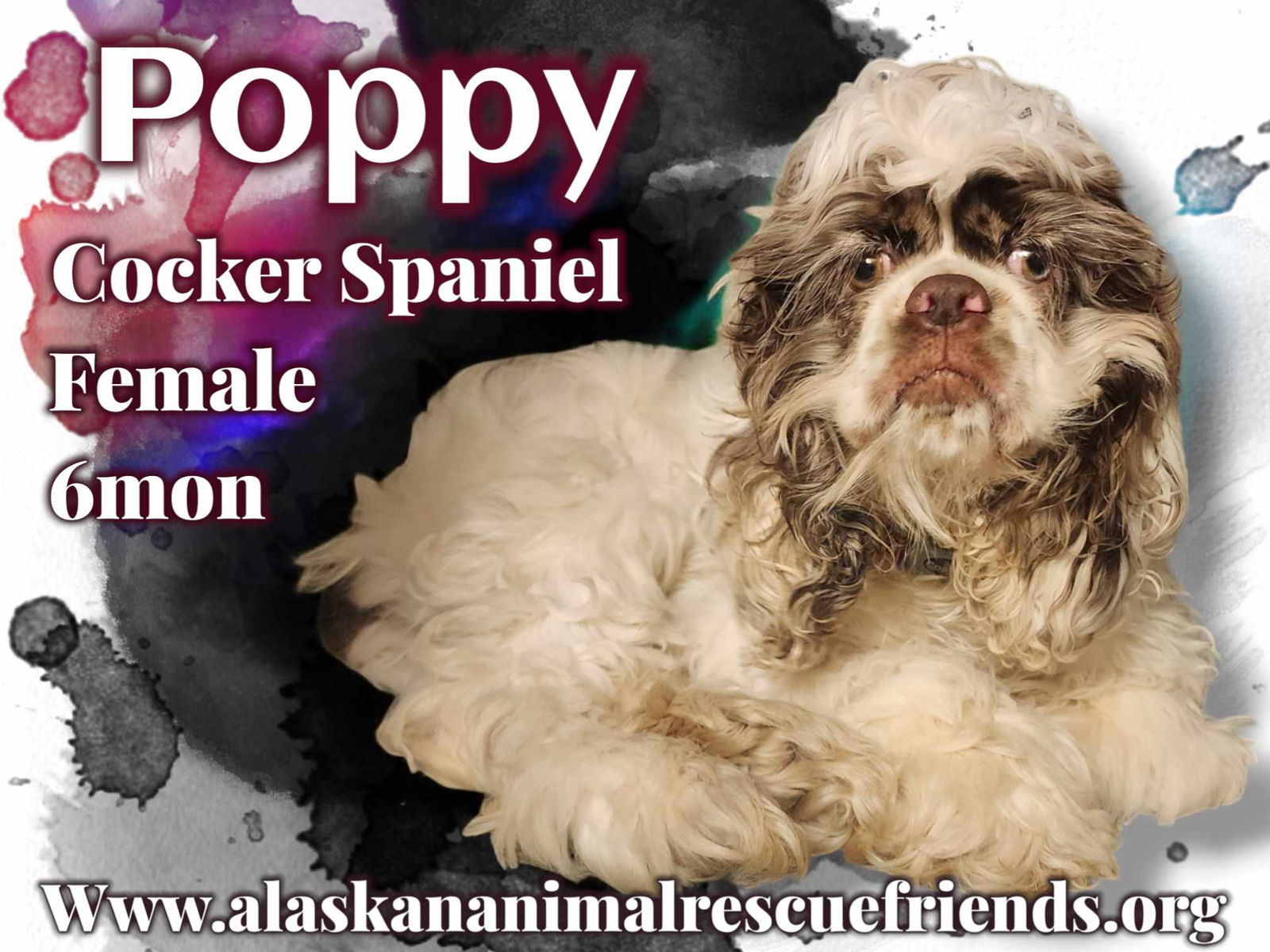 Poppy, an adoptable Cocker Spaniel in Anchorage, AK, 99503 | Photo Image 1