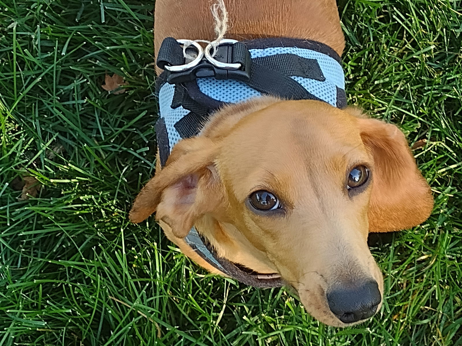 Churro, an adoptable Dachshund in Sioux Falls, SD, 57101 | Photo Image 1