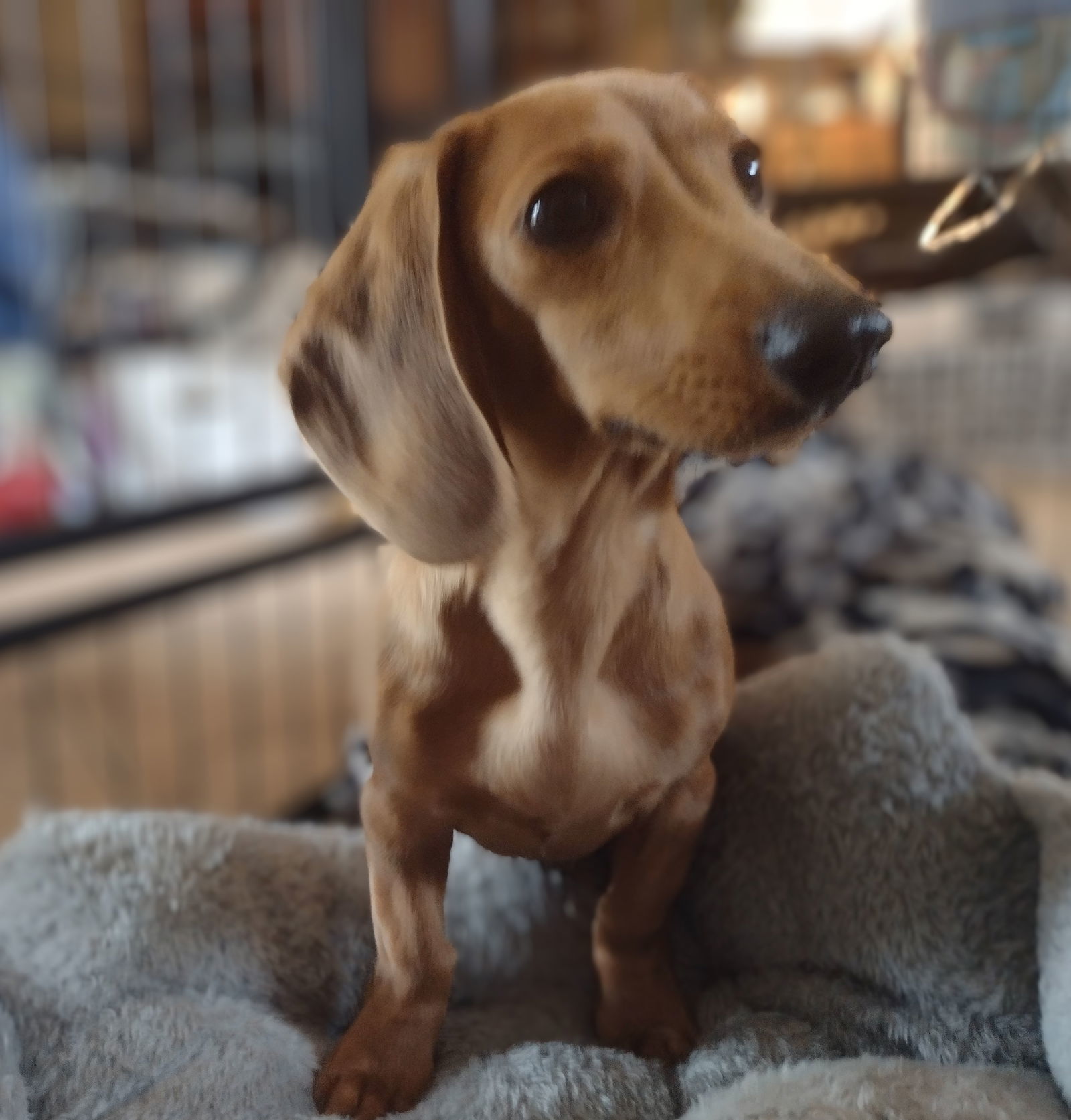 Churro, an adoptable Dachshund in Sioux Falls, SD, 57101 | Photo Image 2