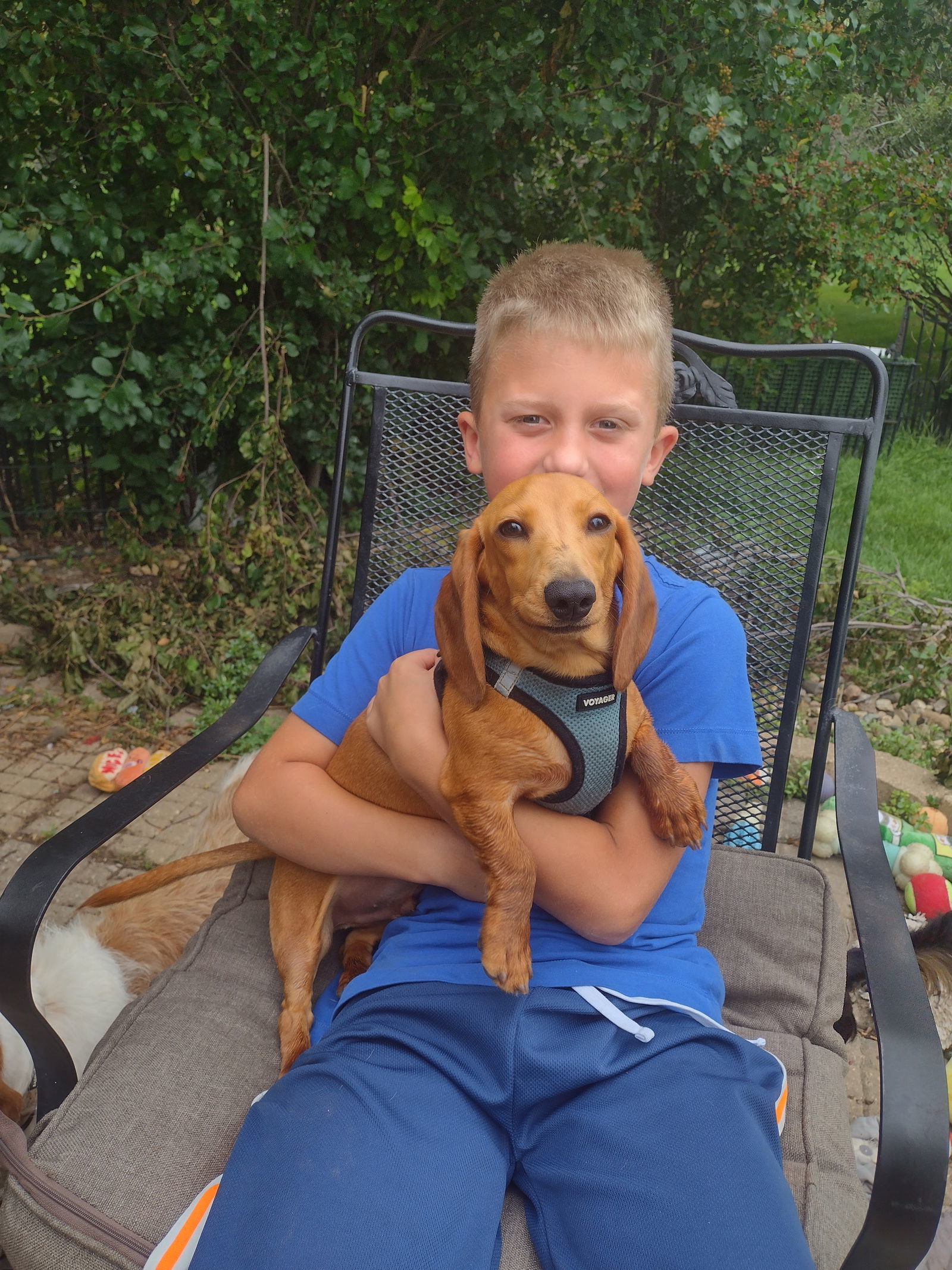 Churro, an adoptable Dachshund in Sioux Falls, SD, 57101 | Photo Image 3