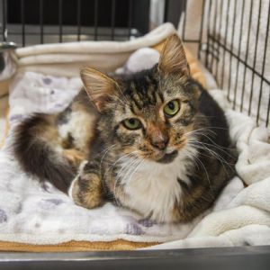 Bello, Adult Male Domestic Medium Hair