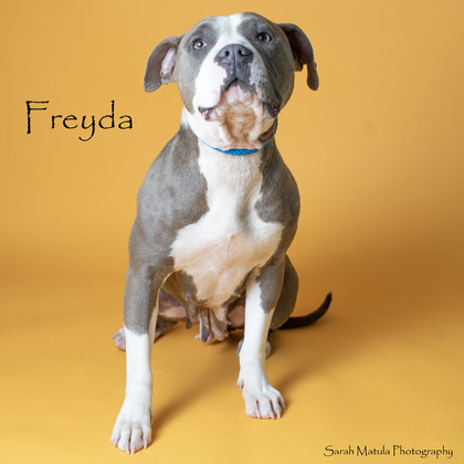 Freyda