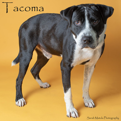 Tacoma