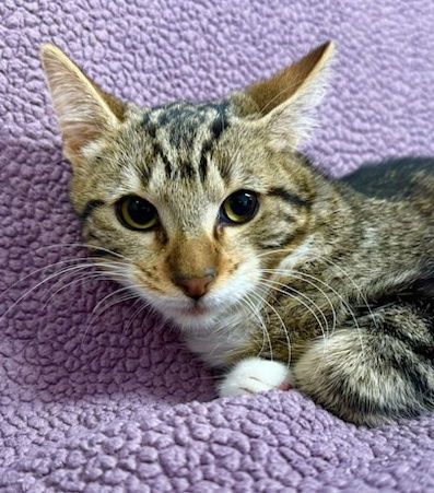 Maple, an adoptable Manx, Tabby in Palo Alto, CA, 94306 | Photo Image 1