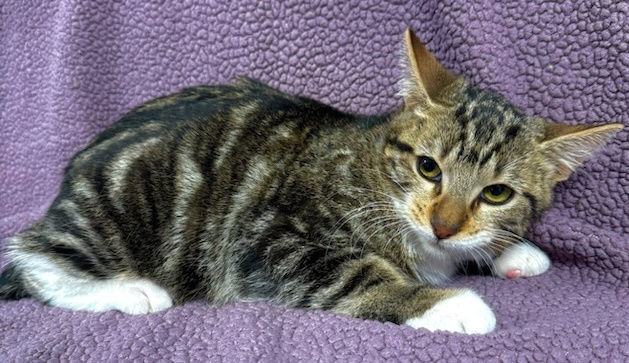 Maple, an adoptable Manx, Tabby in Palo Alto, CA, 94306 | Photo Image 2