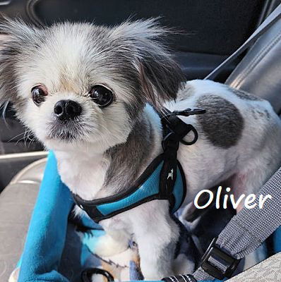 Oliver #Velcro-dog, an adoptable Pekingese in Houston, TX, 77005 | Photo Image 1