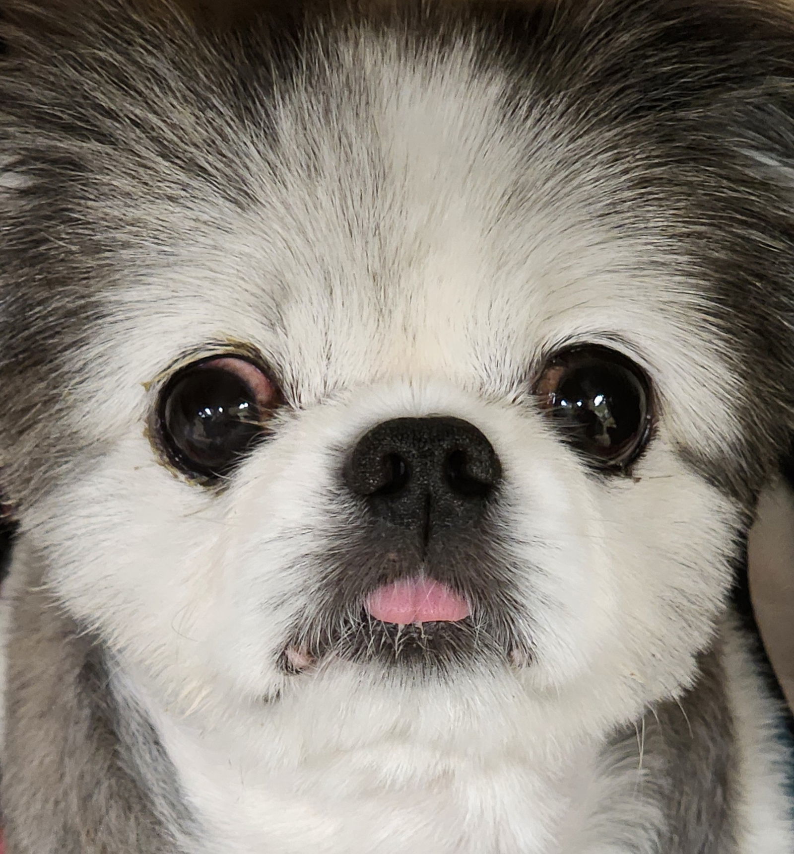 Oliver #Velcro-dog, an adoptable Pekingese in Houston, TX, 77005 | Photo Image 2