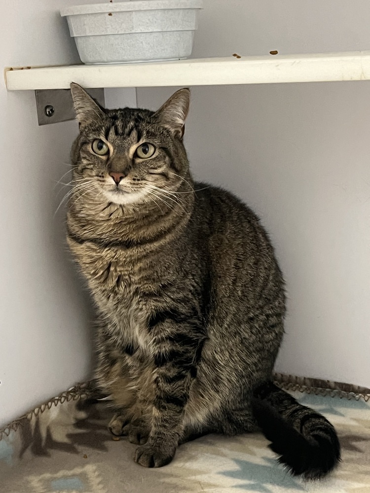 Sadie, an adoptable Domestic Medium Hair in Bolivar, MO, 65613 | Photo Image 1