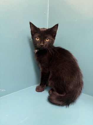 Arizona, an adoptable Domestic Short Hair in Pendleton, OR, 97801 | Photo Image 1