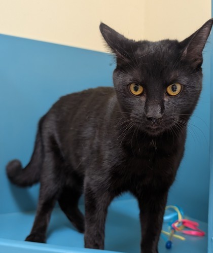 Freedom, an adoptable Domestic Medium Hair, Domestic Short Hair in Pendleton, OR, 97801 | Photo Image 1