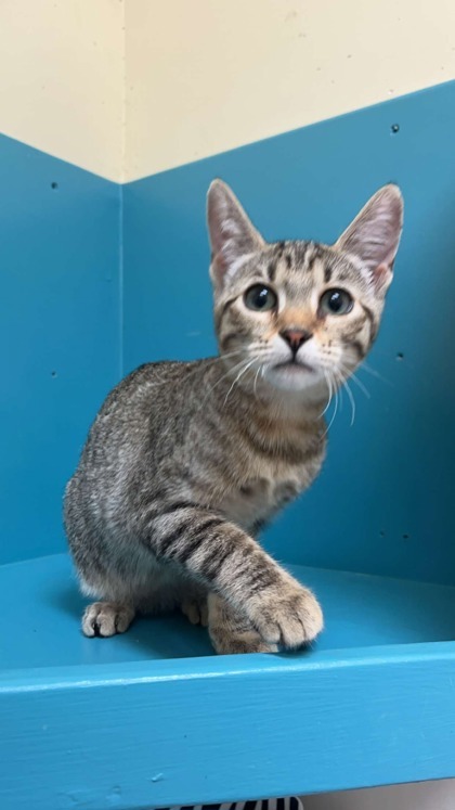 Peanut, an adoptable Domestic Short Hair in Pendleton, OR, 97801 | Photo Image 1