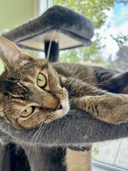 Polly, an adoptable Domestic Short Hair in Pendleton, OR, 97801 | Photo Image 1