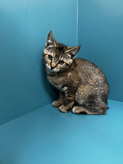 Polly, an adoptable Domestic Short Hair in Pendleton, OR, 97801 | Photo Image 2