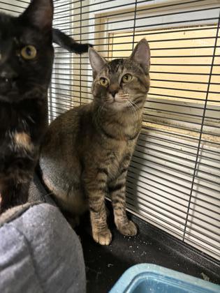 Polly, an adoptable Domestic Short Hair in Pendleton, OR, 97801 | Photo Image 3