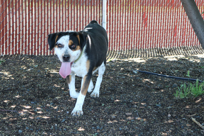 Sissy, an adoptable Hound, Mixed Breed in Pendleton, OR, 97801 | Photo Image 3