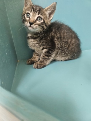 Jill, an adoptable Domestic Short Hair in Pendleton, OR, 97801 | Photo Image 2