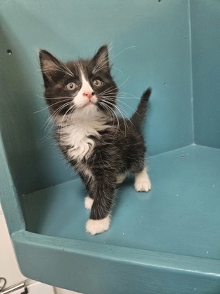 Chunk, an adoptable Domestic Long Hair, Domestic Short Hair in Pendleton, OR, 97801 | Photo Image 1