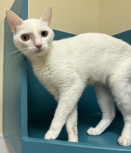 Spirit, an adoptable Domestic Short Hair in Pendleton, OR, 97801 | Photo Image 1