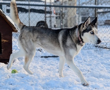 Echo, an adoptable Siberian Husky, Mixed Breed in Pendleton, OR, 97801 | Photo Image 1