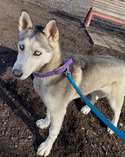 Echo, an adoptable Siberian Husky, Mixed Breed in Pendleton, OR, 97801 | Photo Image 2