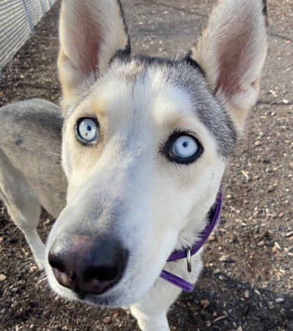 Echo, an adoptable Siberian Husky, Mixed Breed in Pendleton, OR, 97801 | Photo Image 3