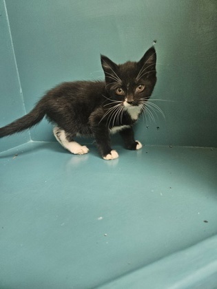 Mia, an adoptable Domestic Short Hair in Pendleton, OR, 97801 | Photo Image 1