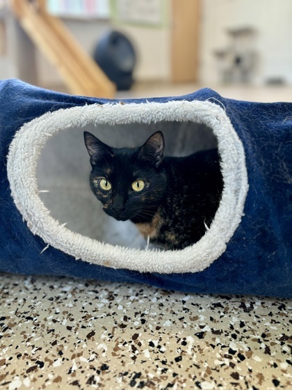 Gidget, an adoptable Domestic Short Hair in Pendleton, OR, 97801 | Photo Image 1