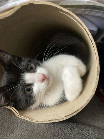 Twinkie, an adoptable Domestic Short Hair in Pendleton, OR, 97801 | Photo Image 1