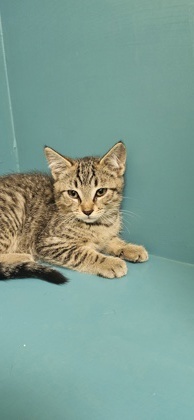 Frankie, an adoptable Domestic Short Hair in Pendleton, OR, 97801 | Photo Image 1