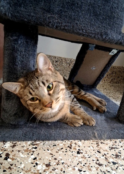 Frankie, an adoptable Domestic Short Hair in Pendleton, OR, 97801 | Photo Image 1