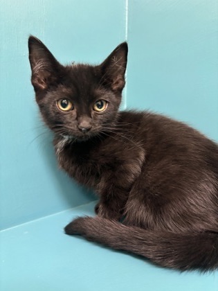 Palm, an adoptable Domestic Short Hair in Pendleton, OR, 97801 | Photo Image 1