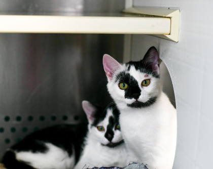 La Vache, an adoptable Domestic Short Hair in Pendleton, OR, 97801 | Photo Image 1