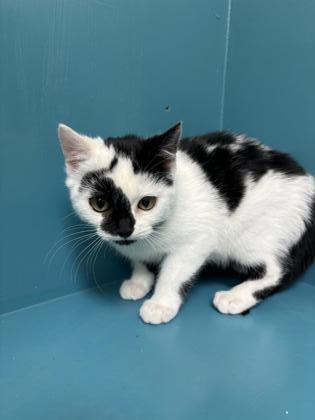 La Vache, an adoptable Domestic Short Hair in Pendleton, OR, 97801 | Photo Image 2