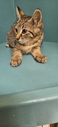 Dinky, an adoptable Domestic Short Hair in Pendleton, OR, 97801 | Photo Image 1