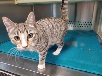 Mya, an adoptable Domestic Short Hair in Pendleton, OR, 97801 | Photo Image 1