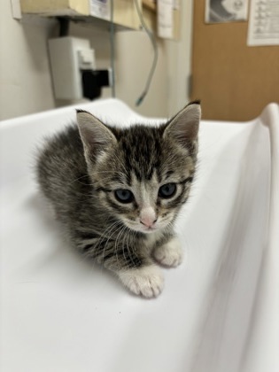 Mya, an adoptable Domestic Short Hair in Pendleton, OR, 97801 | Photo Image 2