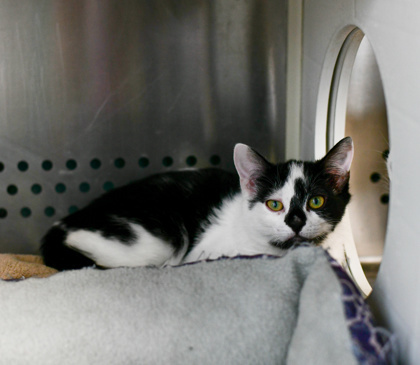 Mooshoo, an adoptable Domestic Short Hair in Pendleton, OR, 97801 | Photo Image 1