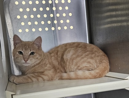 Dave Chapman 3, an adoptable Domestic Short Hair in Pendleton, OR, 97801 | Photo Image 1