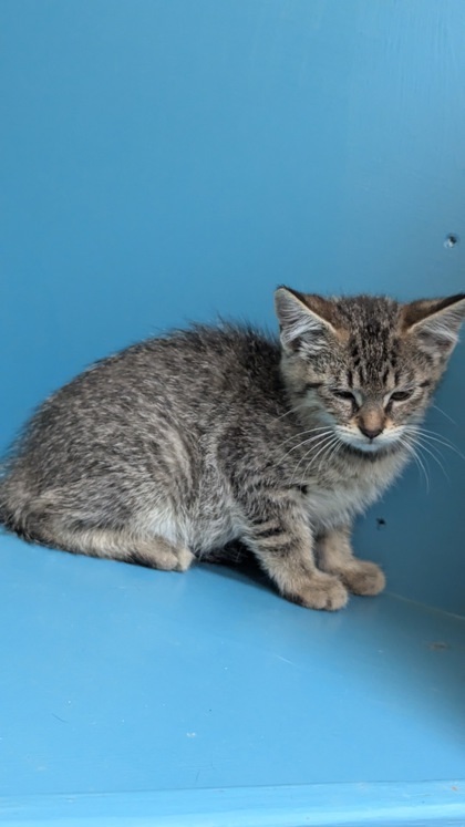 Jayden, an adoptable Domestic Short Hair in Pendleton, OR, 97801 | Photo Image 1