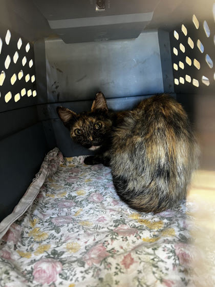 Fruity, an adoptable Domestic Short Hair in Pendleton, OR, 97801 | Photo Image 1