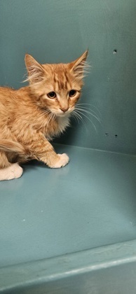 Vaghar, an adoptable Domestic Medium Hair, Domestic Short Hair in Pendleton, OR, 97801 | Photo Image 1