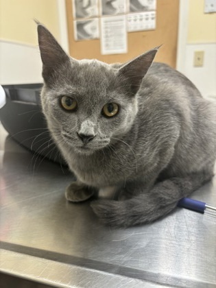 Setti, an adoptable Domestic Short Hair in Pendleton, OR, 97801 | Photo Image 1