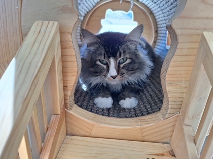 Uncle, an adoptable Domestic Medium Hair, Domestic Short Hair in Pendleton, OR, 97801 | Photo Image 1