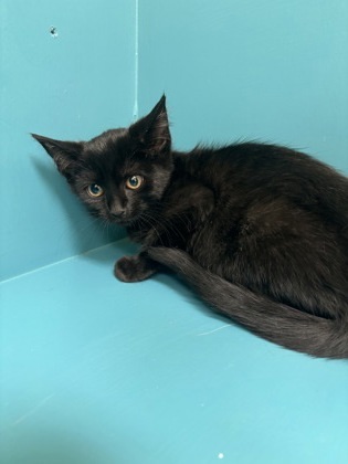 Sunset, an adoptable Domestic Short Hair in Pendleton, OR, 97801 | Photo Image 1