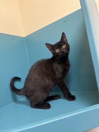 Chalupa, an adoptable Domestic Short Hair in Pendleton, OR, 97801 | Photo Image 1