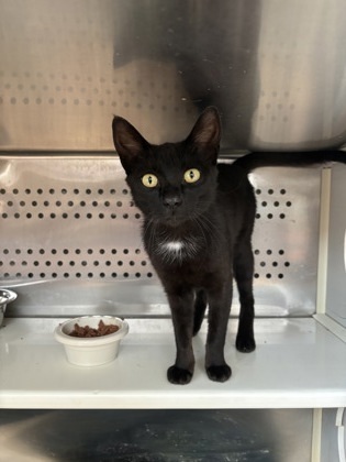 Pandora, an adoptable Domestic Short Hair in Pendleton, OR, 97801 | Photo Image 1